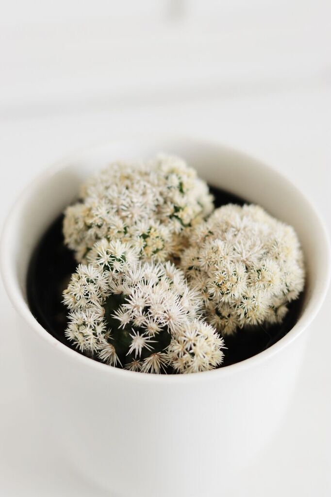 Photo Apr 12, 1 58 51 PM_preview.jpeg