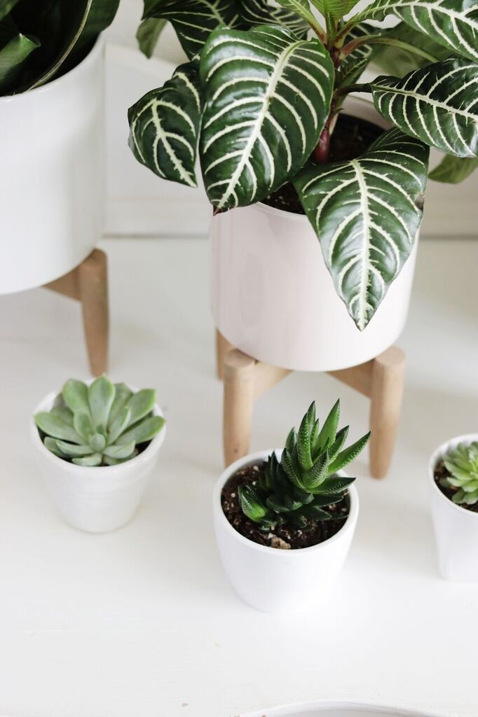 Photo Apr 12, 1 58 53 PM (1)_preview.jpeg