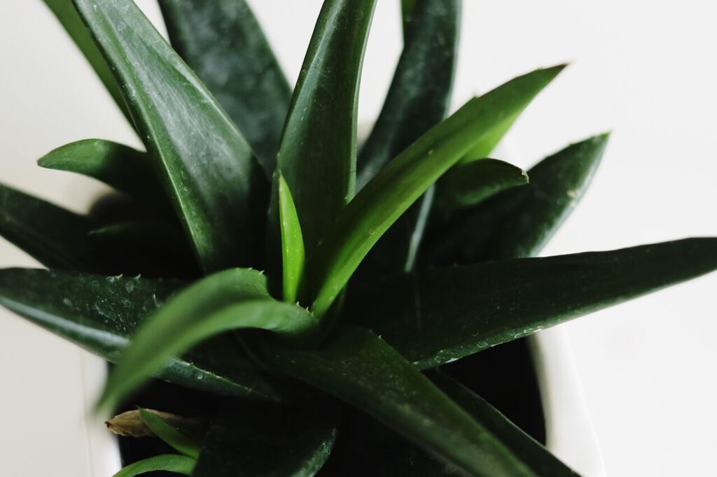 Photo Apr 12, 2 01 20 PM (1)_preview.jpeg