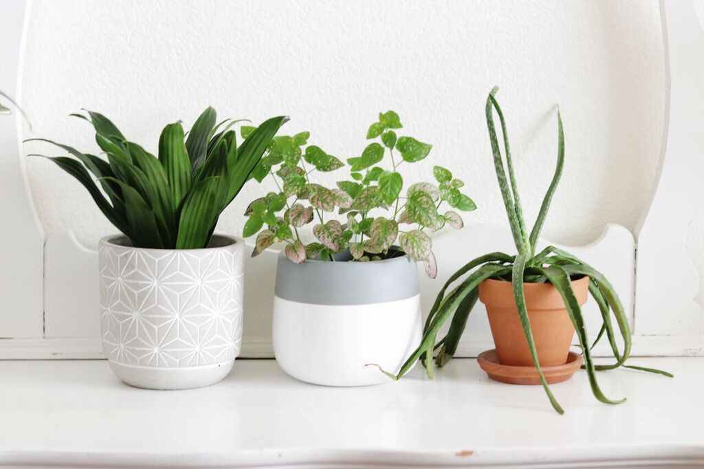 Photo Apr 12, 2 03 37 PM_preview.jpeg