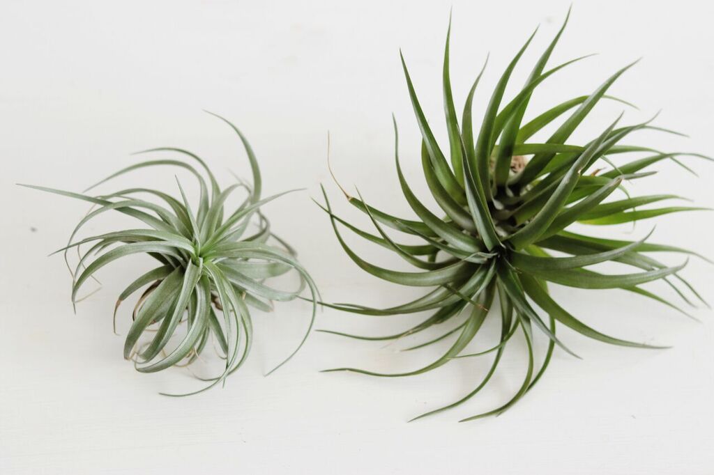 Photo Apr 12, 2 03 41 PM_preview.jpeg